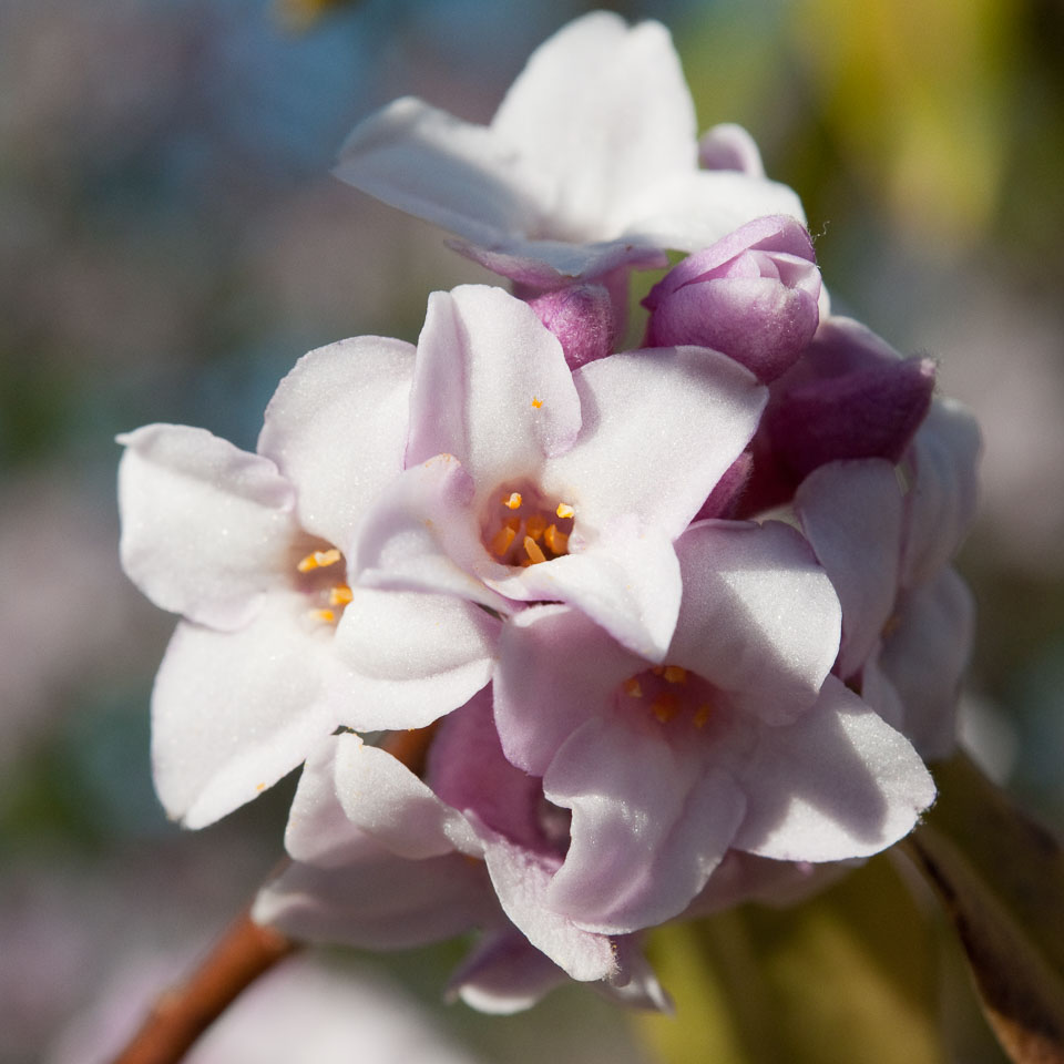 20100302_Wisley_0065.jpg