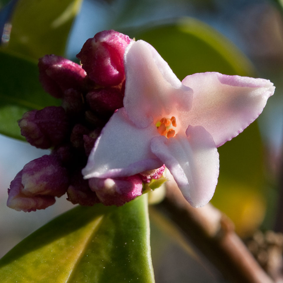 20100302_Wisley_0067.jpg