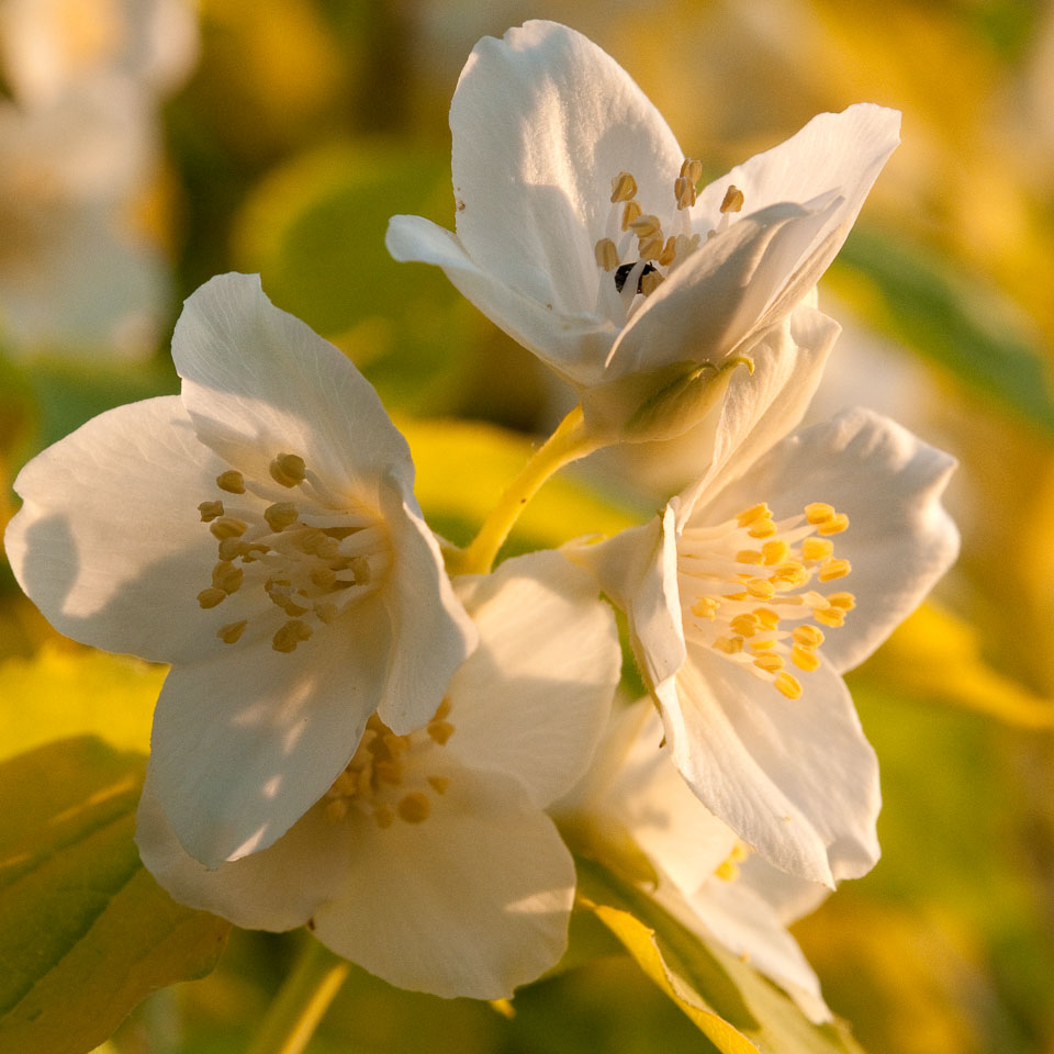 20100604_Philadelphus_etc_0032.jpg