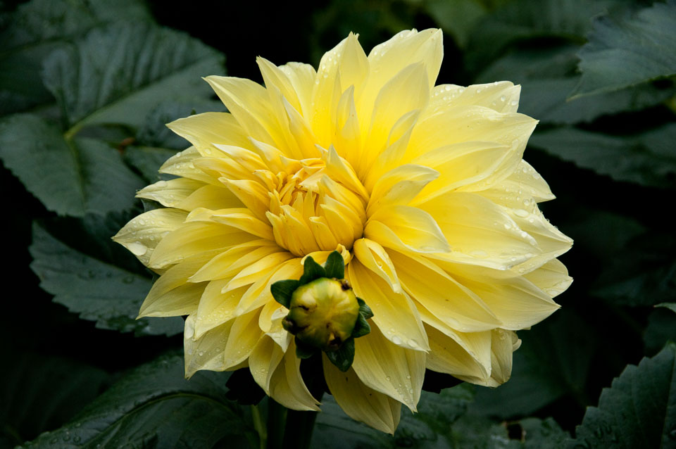 20100731_Dahlia_0010.jpg