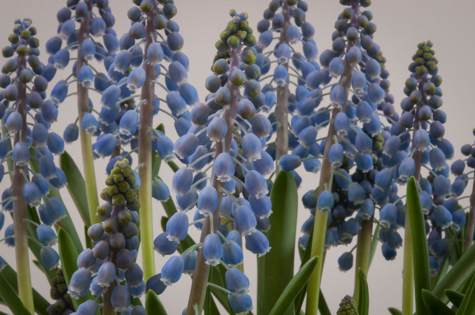 20130423Muscari0010-2.jpg