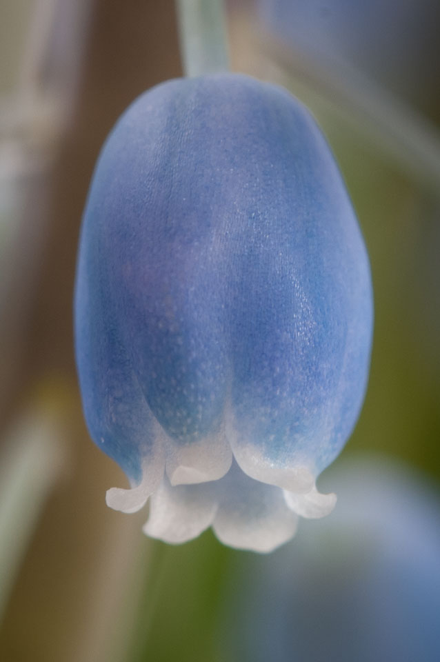 20130423Muscari0012-2.jpg