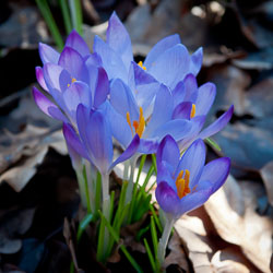 Flowers Flowers