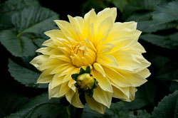 20100731_Dahlia_0010.jpg