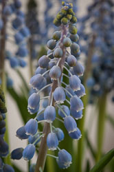 20130423Muscari0004-2.jpg