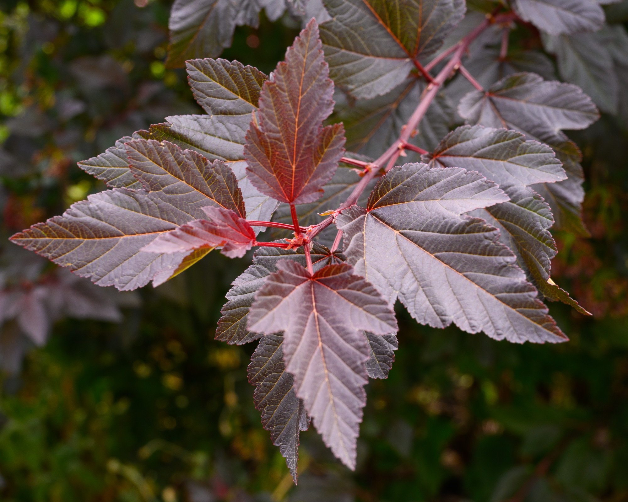 20210922Rosemoor0015-Edit.jpg