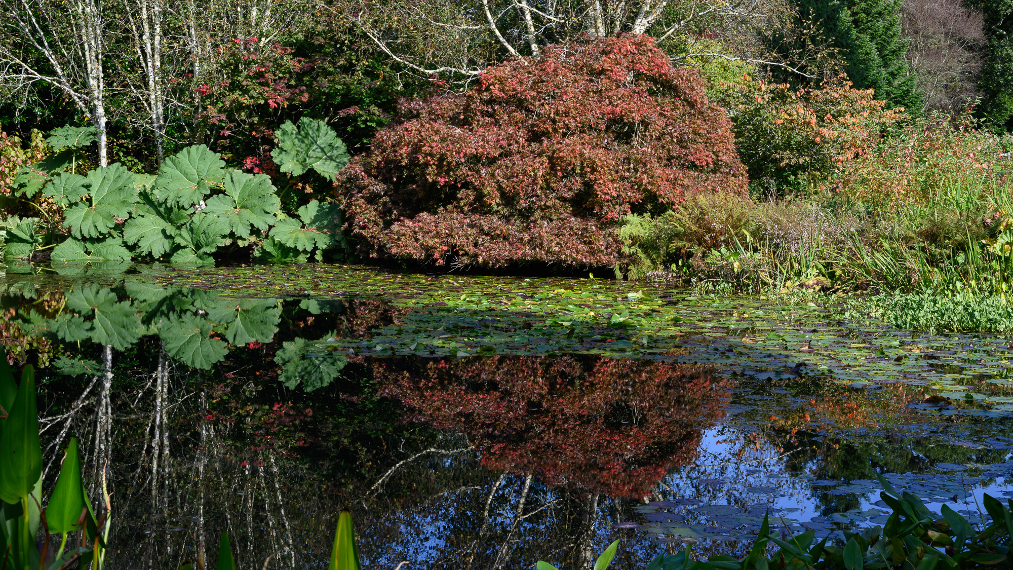 20211014Rosemoor0006.jpg