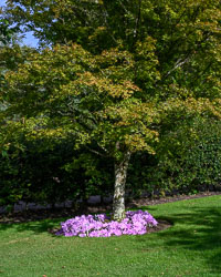 20211014Rosemoor0014.jpg 20211014Rosemoor0014.jpg