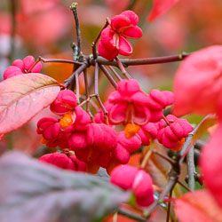 20211014Rosemoor0025.jpg 20211014Rosemoor0025.jpg