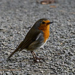 20211014Rosemoor0031.jpg 20211014Rosemoor0031.jpg