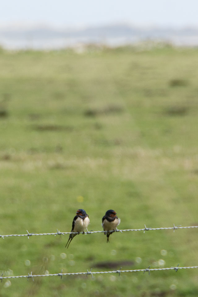 20150516Scotland0322.jpg