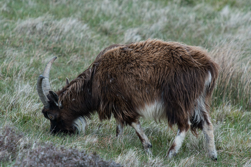 20150517Scotland0372.jpg