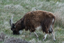 20150517Scotland0372.jpg