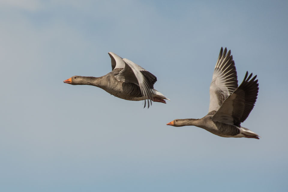 20150509Scotland0039.jpg