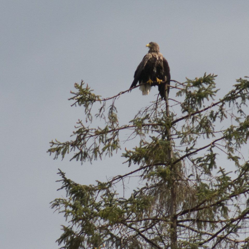 20150511Scotland0106.jpg