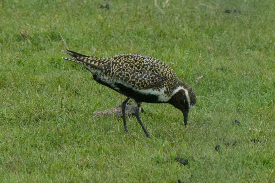 20150511Scotland0162.jpg