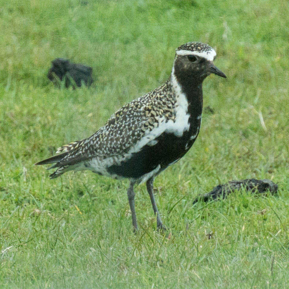 20150511Scotland0170.jpg