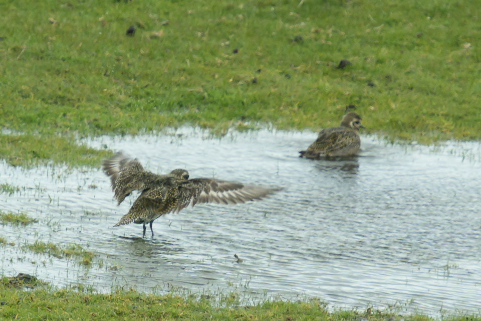 20150511Scotland0174.jpg