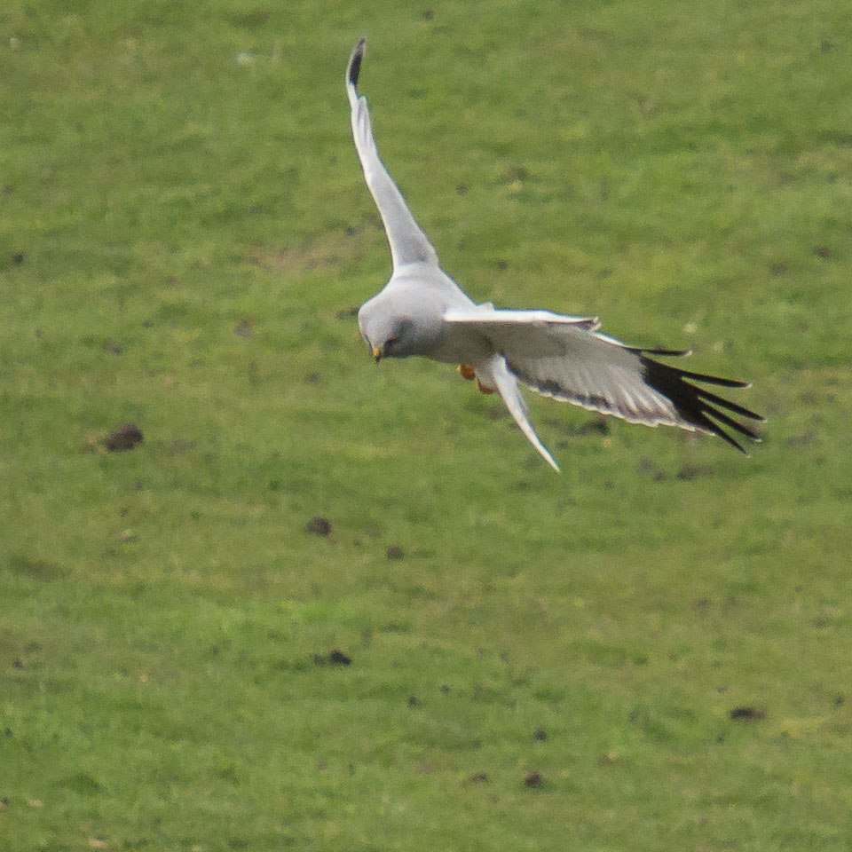 20150511Scotland0184.jpg