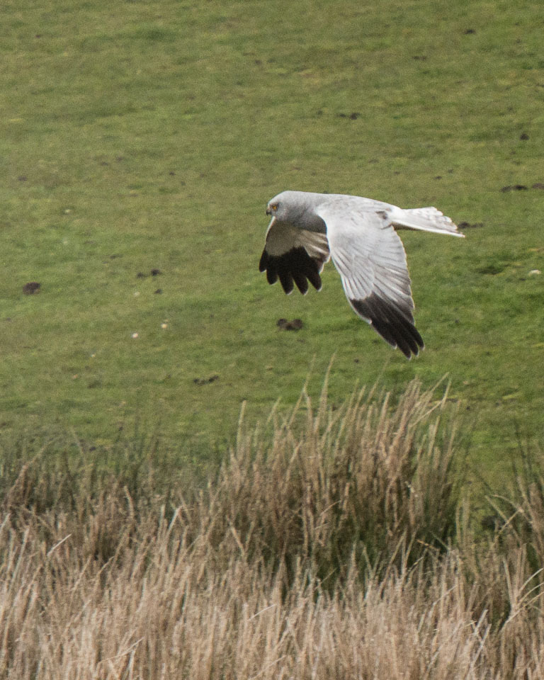 20150511Scotland0186.jpg