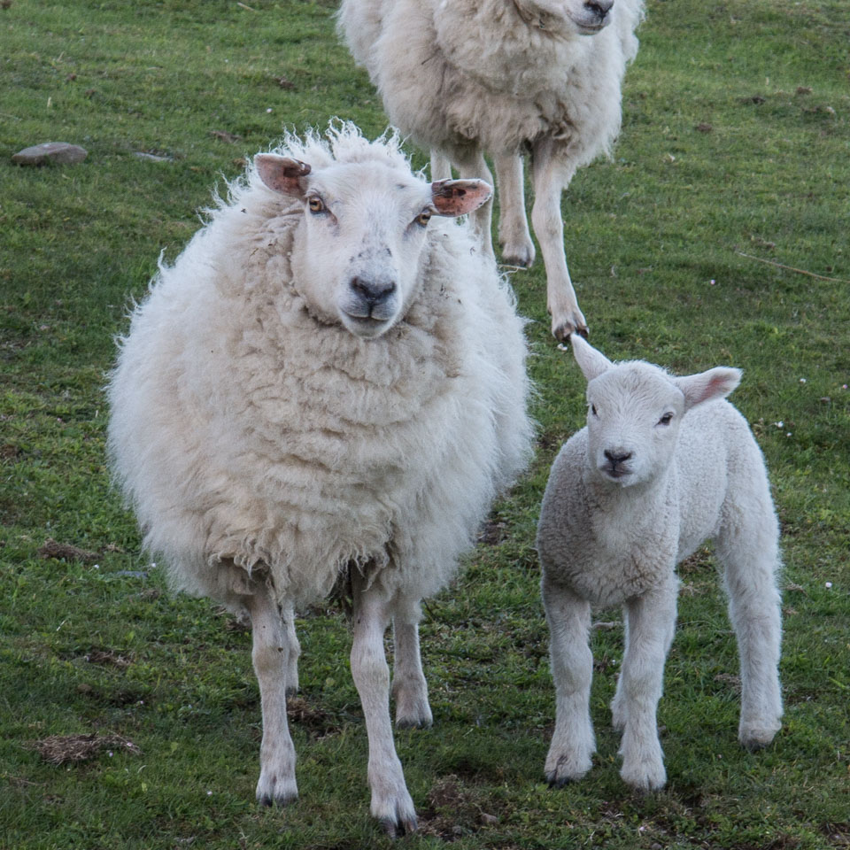 20150513Scotland0261.jpg