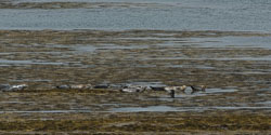 Mull, May 2015 Mull, May 2015