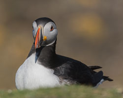 20160510MullISlay0118.jpg 20160510MullISlay0118.jpg