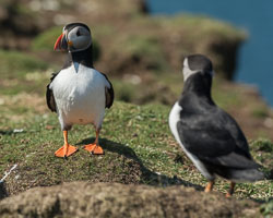 20160510MullISlay0122.jpg 20160510MullISlay0122.jpg