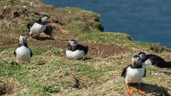 20160510MullISlay0124.jpg 20160510MullISlay0124.jpg