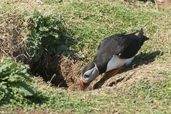 20160510MullISlay0125.jpg 20160510MullISlay0125.jpg