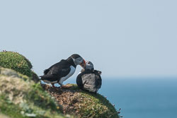 20160510MullISlay0137.jpg 20160510MullISlay0137.jpg