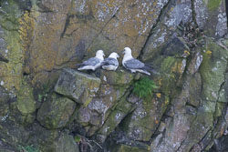 20160510MullISlay0142.jpg 20160510MullISlay0142.jpg