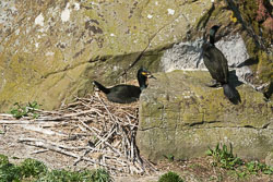 20160510MullISlay0147.jpg 20160510MullISlay0147.jpg