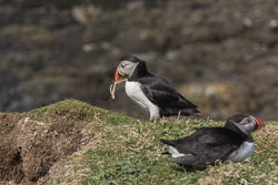 20160510MullISlay0153.jpg 20160510MullISlay0153.jpg