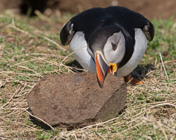 20160510MullISlay0160.jpg 20160510MullISlay0160.jpg