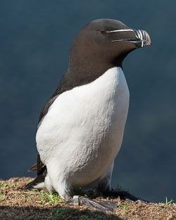 20160510MullISlay0162.jpg 20160510MullISlay0162.jpg