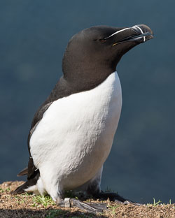 20160510MullISlay0163.jpg 20160510MullISlay0163.jpg