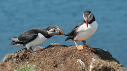 20160510MullISlay0179.jpg 20160510MullISlay0179.jpg