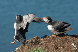 20160510MullISlay0180.jpg 20160510MullISlay0180.jpg