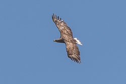 20160511MullISlay0231.jpg 20160511MullISlay0231.jpg