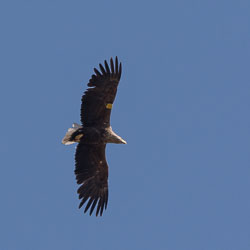 20160511MullISlay0235.jpg 20160511MullISlay0235.jpg