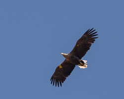 20160511MullISlay0238.jpg 20160511MullISlay0238.jpg