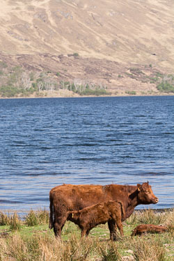 20160511MullISlay0245.jpg 20160511MullISlay0245.jpg