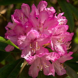 20160512MullISlay0267.jpg 20160512MullISlay0267.jpg