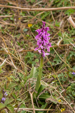 20160513MullISlay0268.jpg 20160513MullISlay0268.jpg