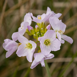 20160513MullISlay0269.jpg 20160513MullISlay0269.jpg