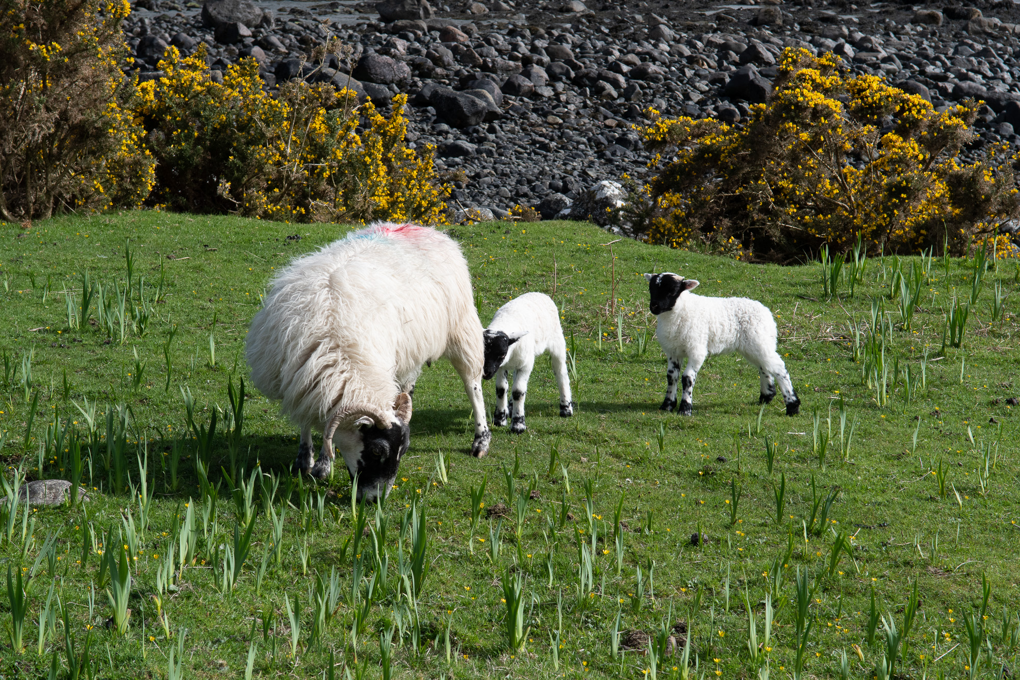 20180506Scotland0030.jpg