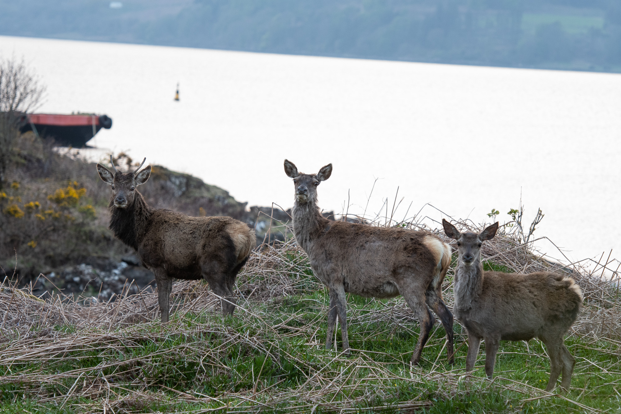 20180507Scotland0059.jpg