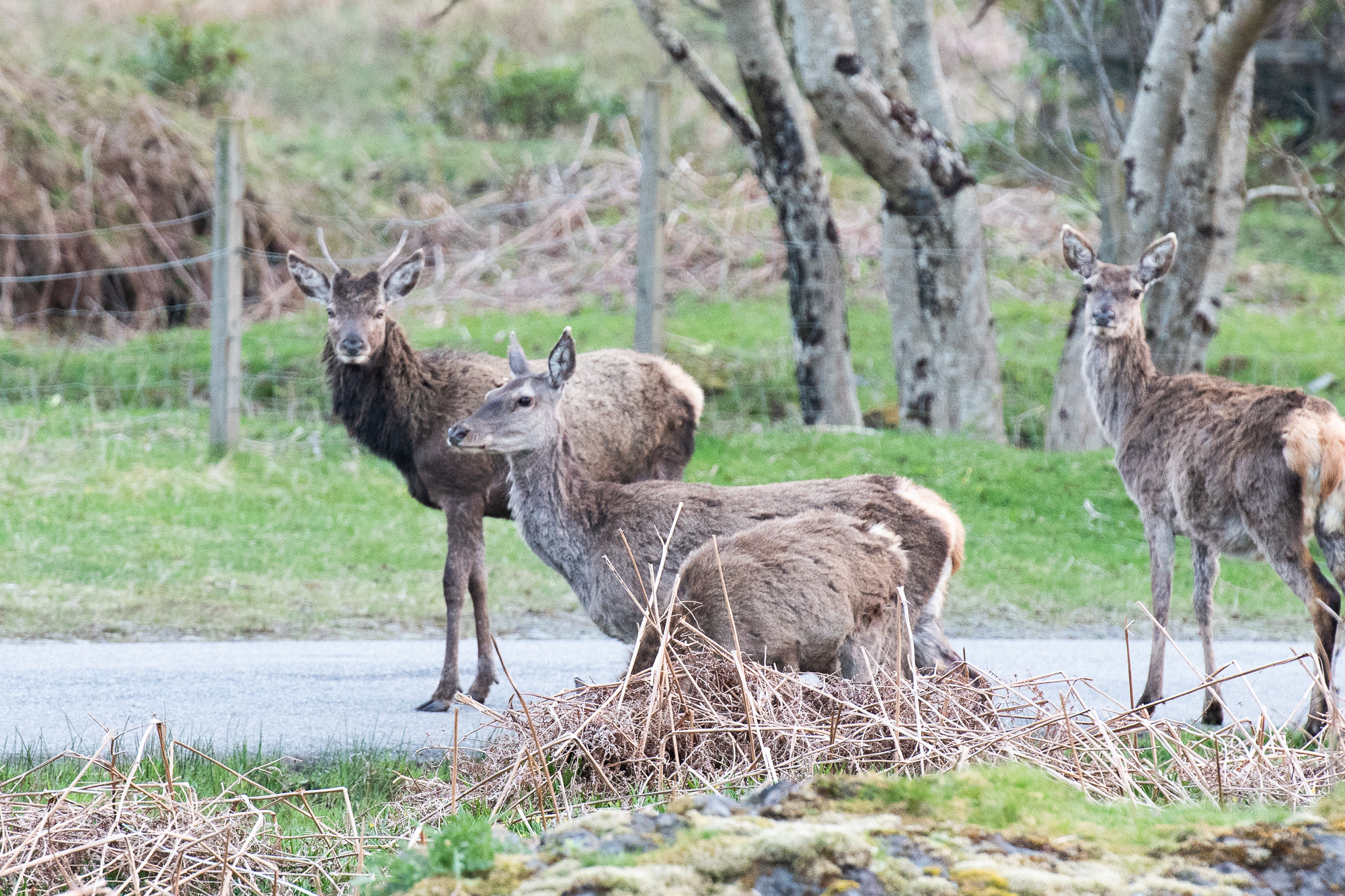 20180507Scotland0076.jpg