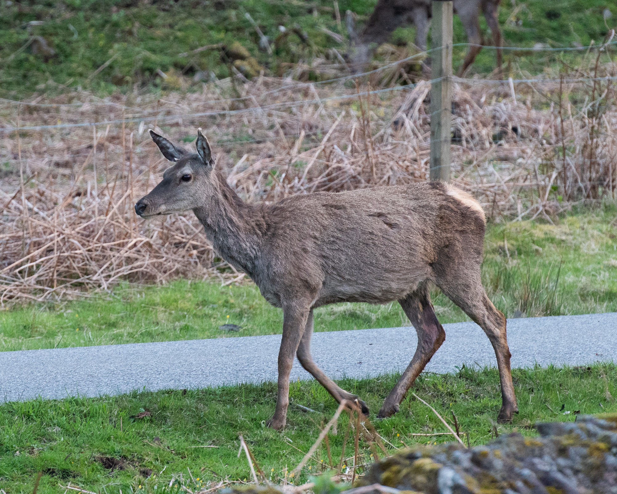 20180507Scotland0084.jpg